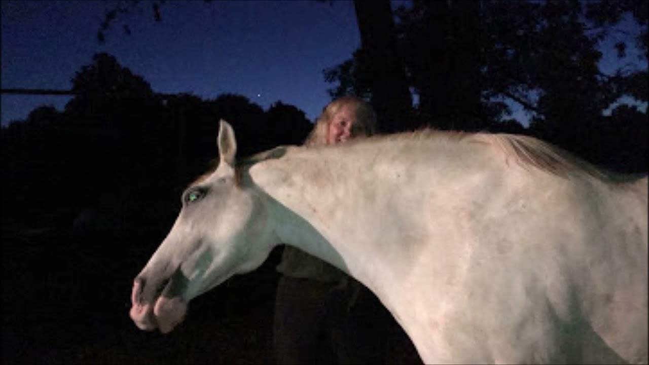 Last Stop Horse Rescue - Nona and the Golden Girls