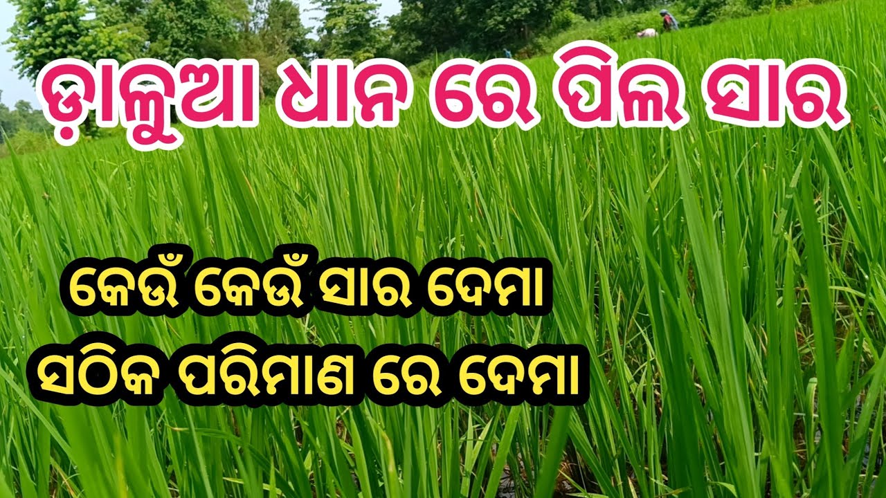 ଡ଼ାଳୁଆ ଧାନ ରେ ପିଲ ସାର 🌾Best Paddy Tillering Fertilizer Use In Rabi Crop🌾 #paddyfarming #fertilizer 
