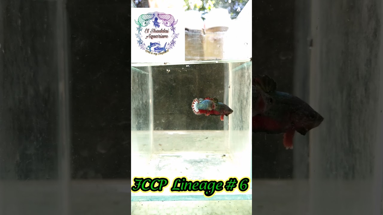 FCCP Lineage Pairs 2❤️🤍❤️🤍                  #ExoticBetta #Betta #Chennai #BettaSale