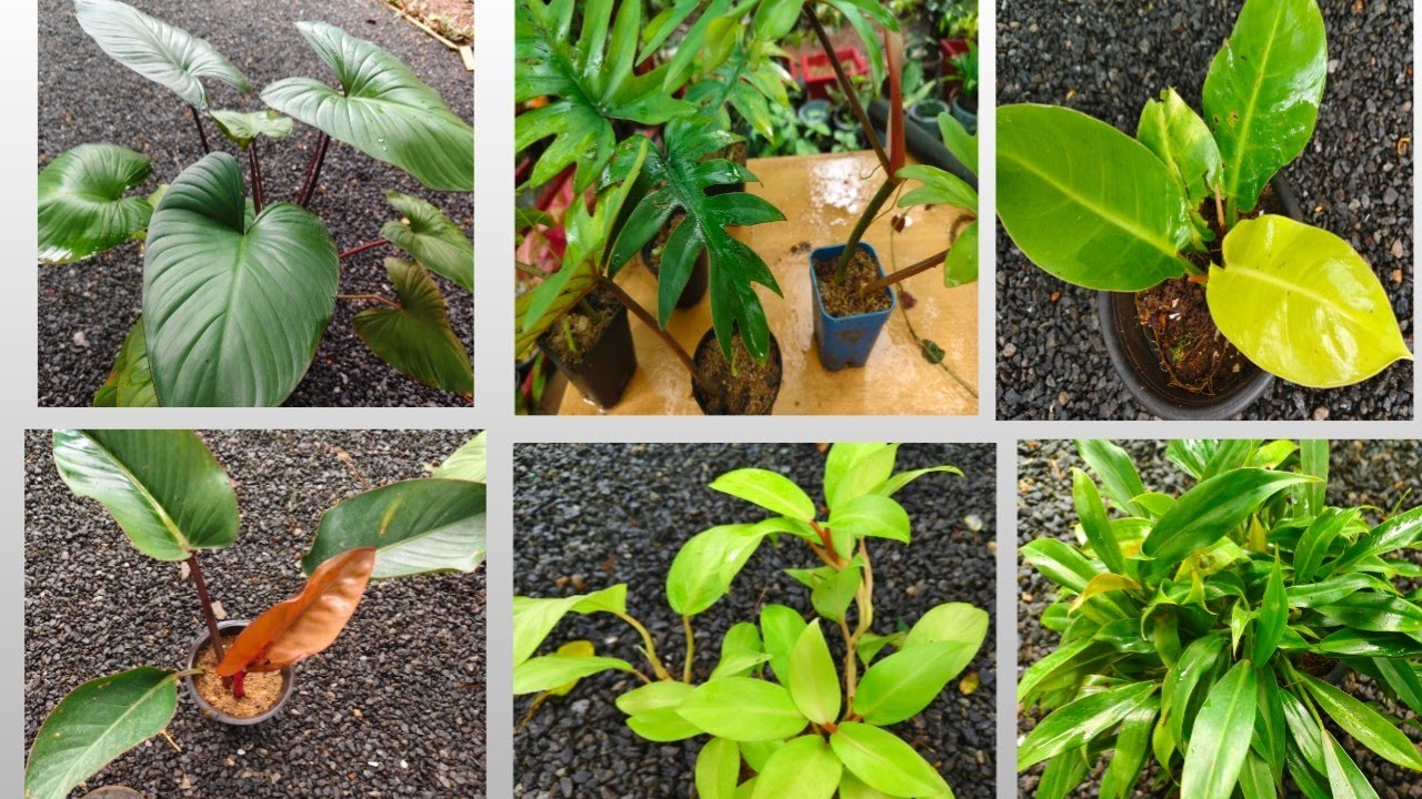 Philodendron plants Online Sale  # Low care plants