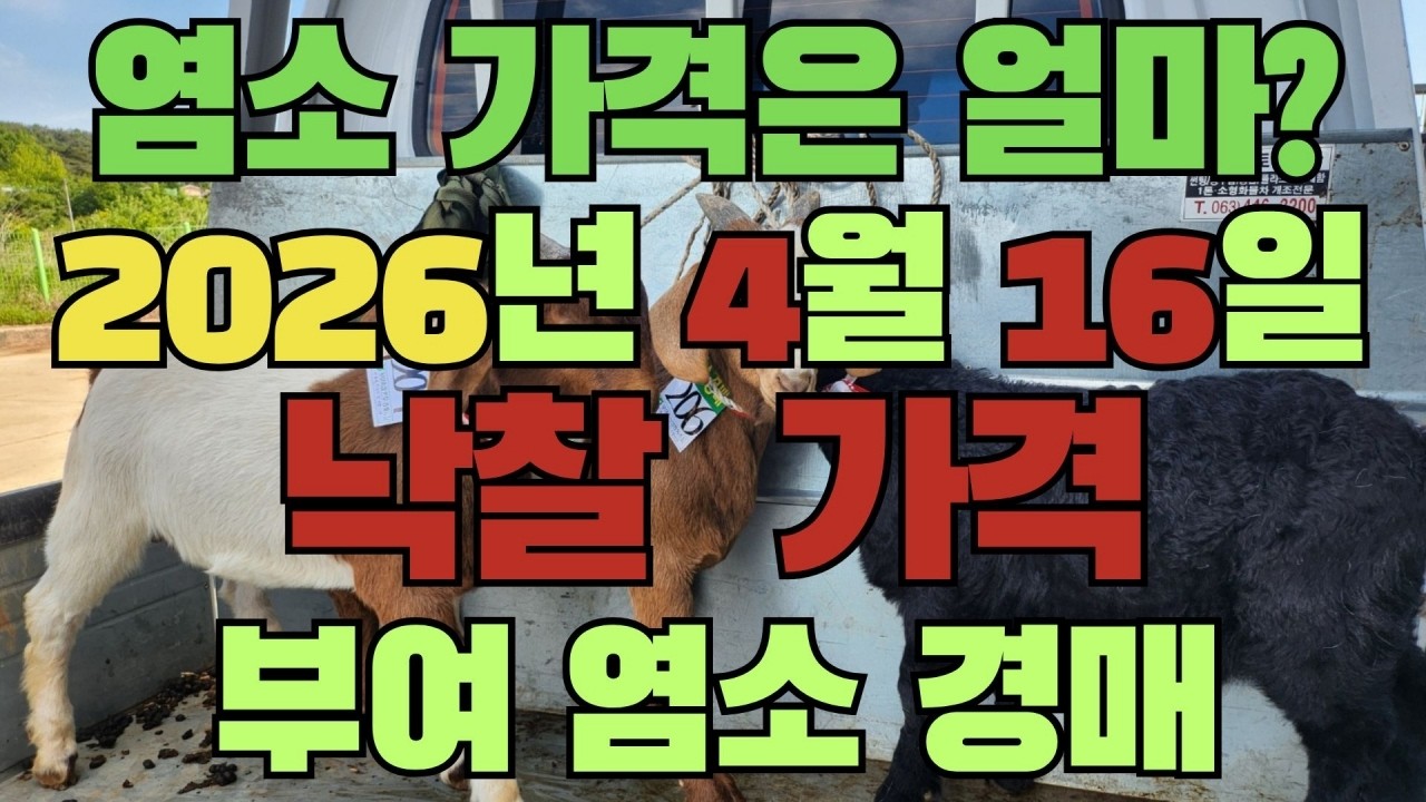 2026년 4월 16일 부여 축협 염소경매