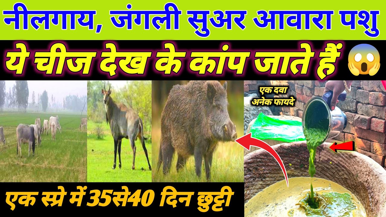 क्या गजब का देसी जुगाड़ है🤗 | nilgai bhagane ka tarika | jangali suar bhagane ka jugad | Desi Jugad