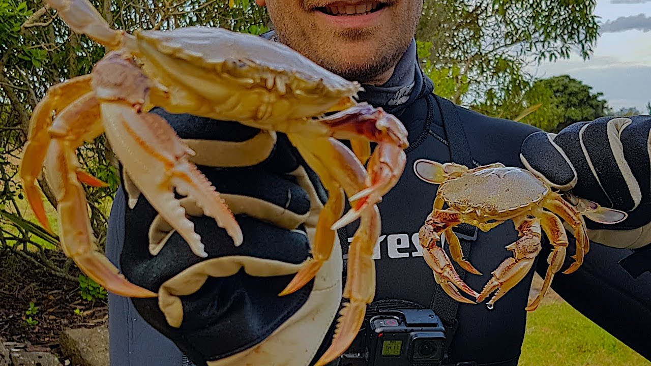 Catch and cook #CRABS (paddle crabs) - with underwater footage