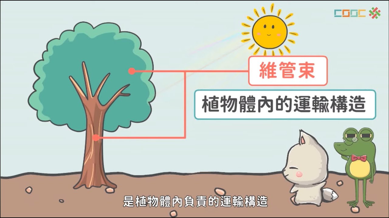108新課綱｜七上生物｜【觀念】植物體的運輸構造