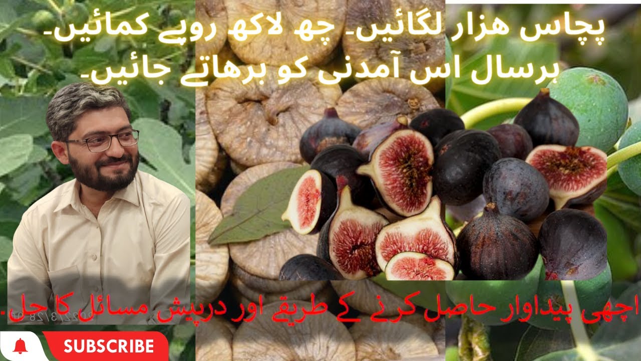 Injeer Farming: The Secret to Success. Injeer farming in pakistan #injeer #Figfarming