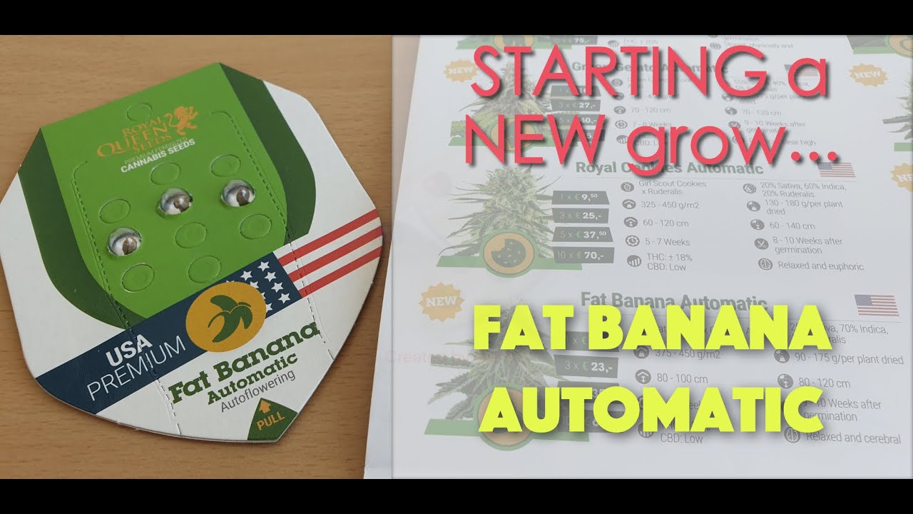 [ Starting a NEW grow! ] FAT BANANA Automatic | Windowsill grow | Royal Queen Seed