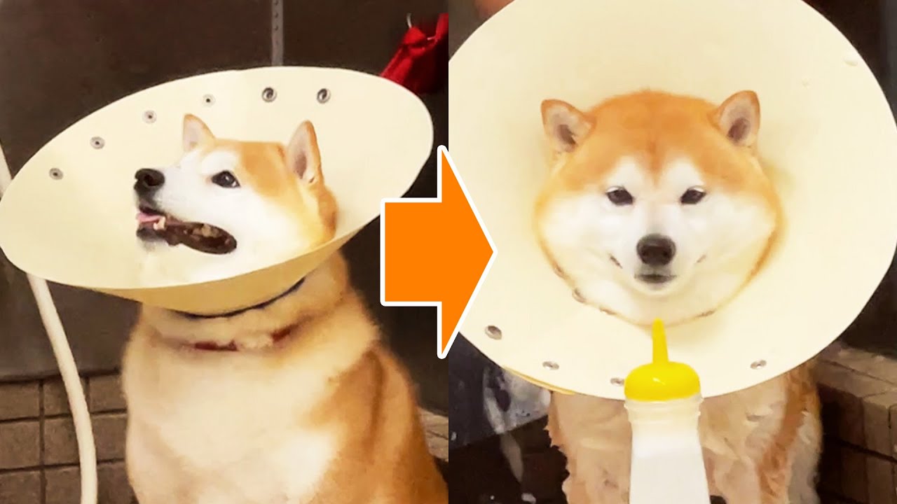 Shibe appeals to stop shampooing → despair after discovering shampoo bottle