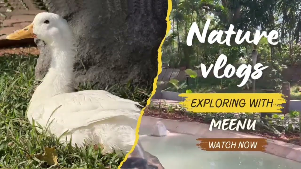 Cute Duck Walking in Garden 🦆🌿 | Peaceful Pet Duck Vlog | Relaxing Animal Video @natureglobalvideos 