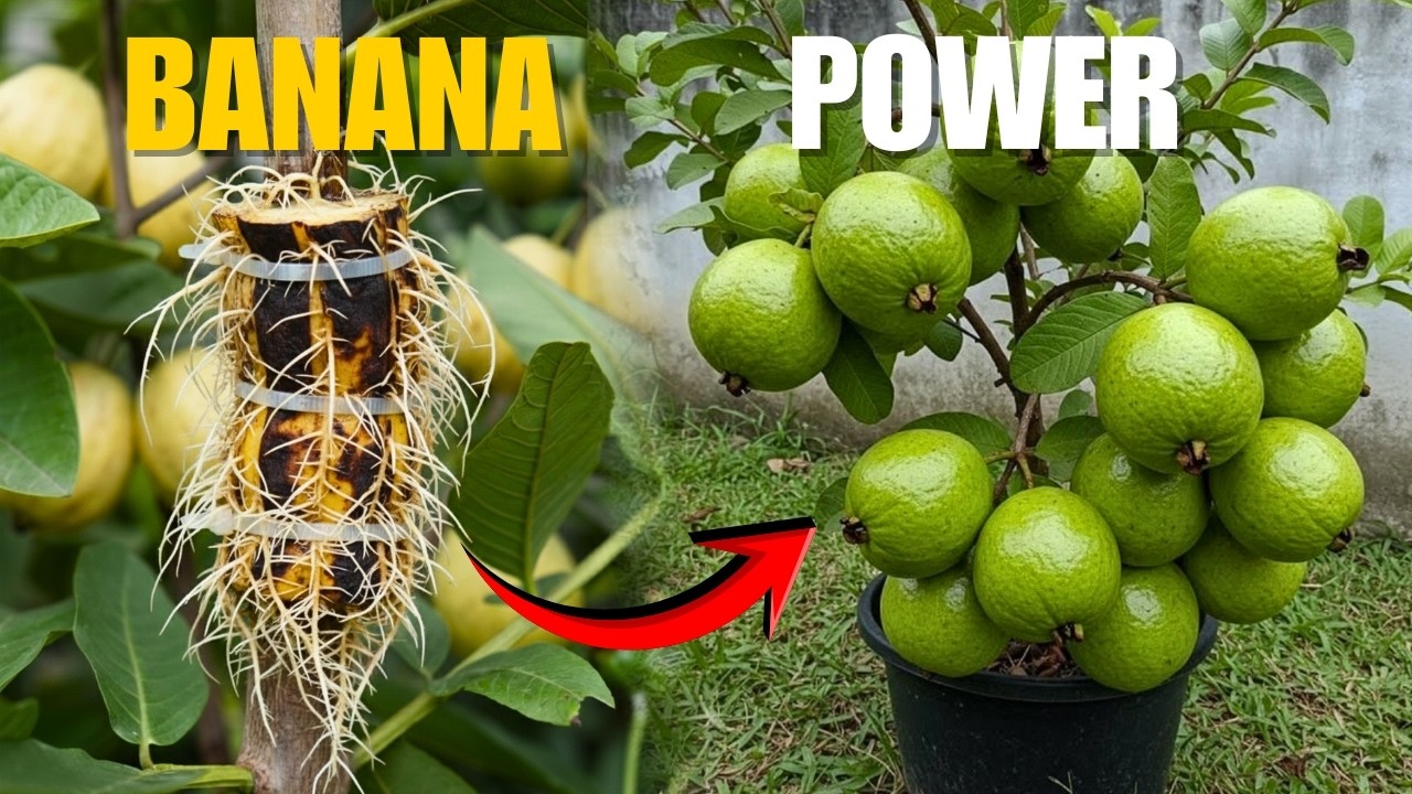 🍐Выращивайте гуаву БЫСТРЕЕ, чем вы когда-либо могли себе представить🌱