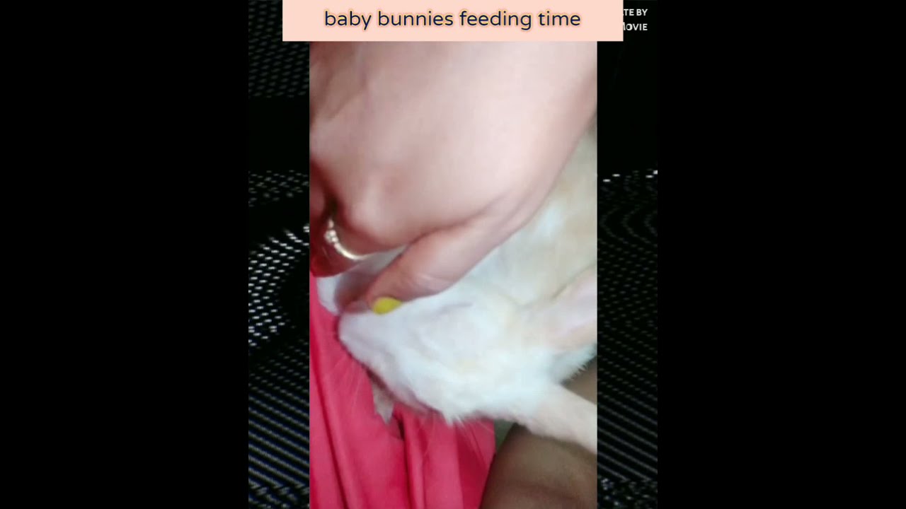 How mamma rabbit is feeding her baby bunnies | Mother love | Feeding time precautions