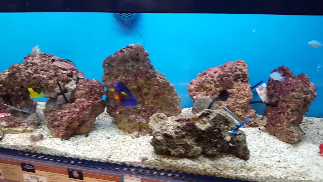 Pet Store in America - Fish Part 2