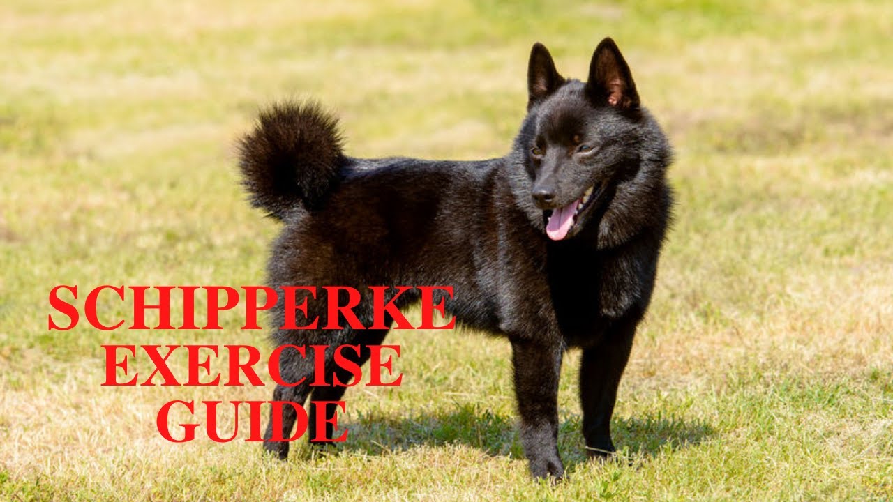 Schipperke Dog Exercise [Needs and Ideas]