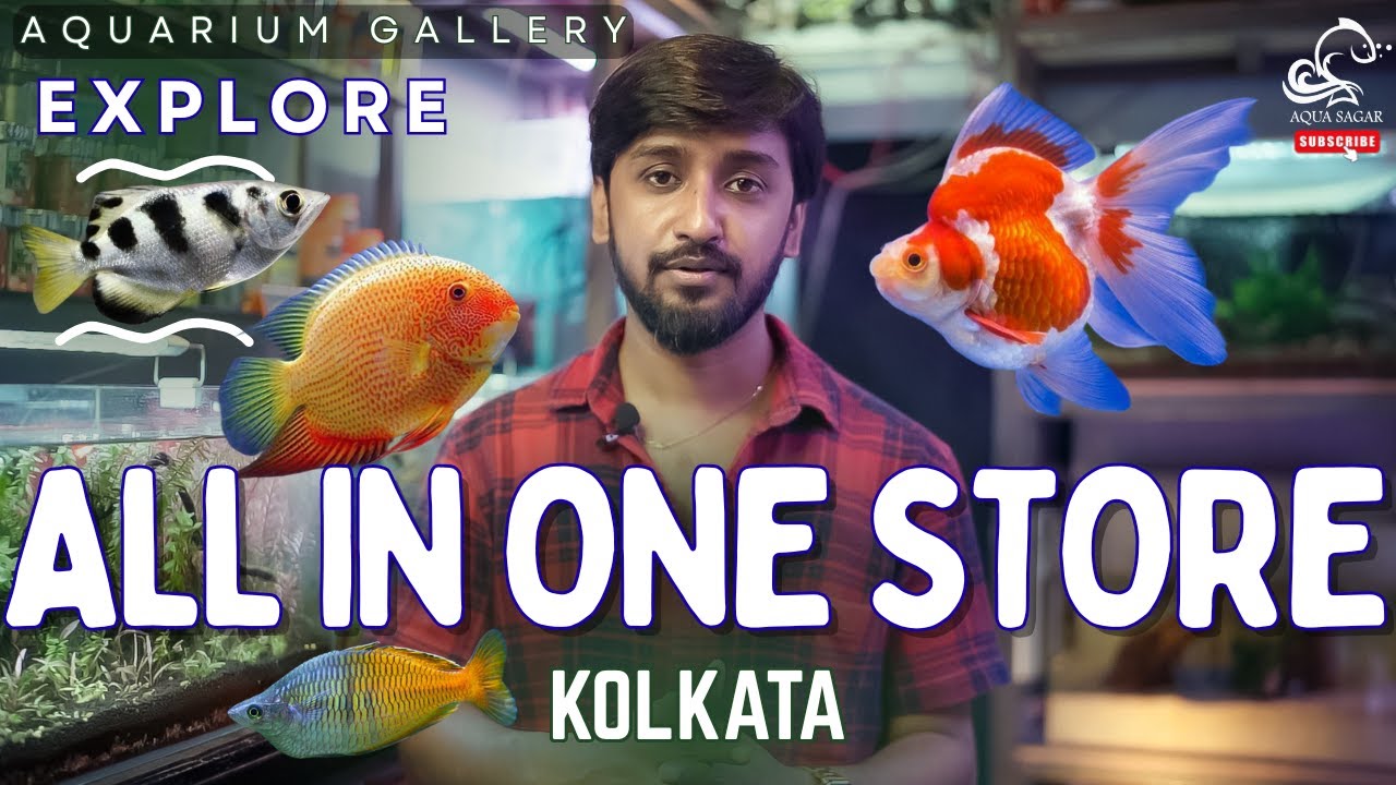 New Aquarium Gallery Tour in Kolkata | Fish Collection & Beginner’s Guide | Part -1