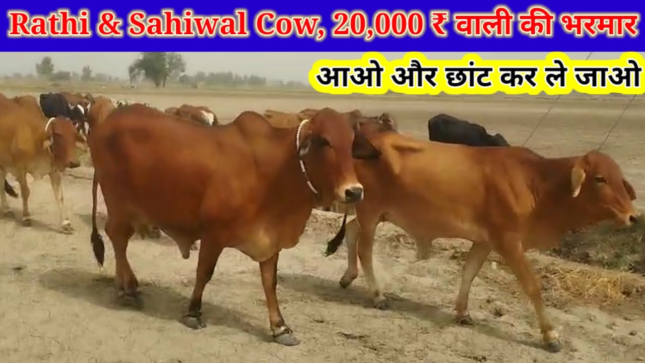Rathi & Sahiwal Cow, 20,000 ₹ वाली की भरमार, आओ और छांट कर ले जाओ, पहले आओ पहले पाओ,@PremAgroFarm 