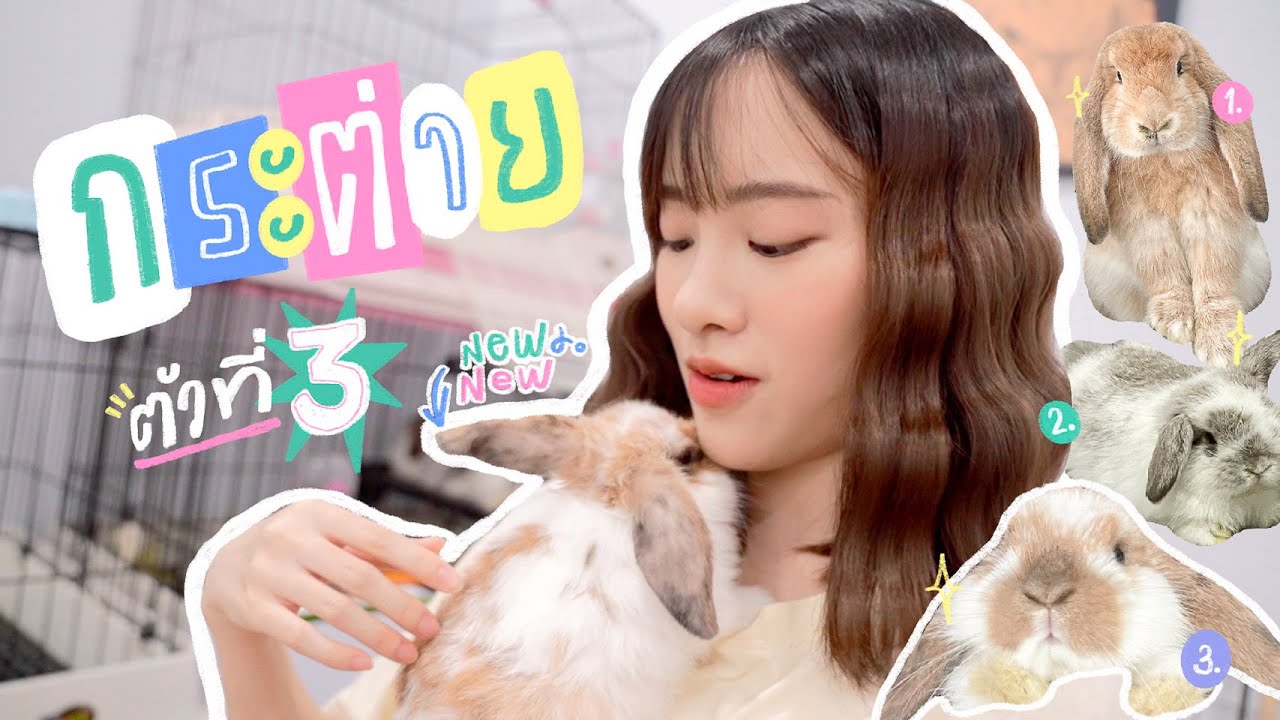 งอกกระต่ายตัวที่ 3!🥺🐰 + วิธีเลี้ยงกระต่ายเบื้องต้น | mintchyy