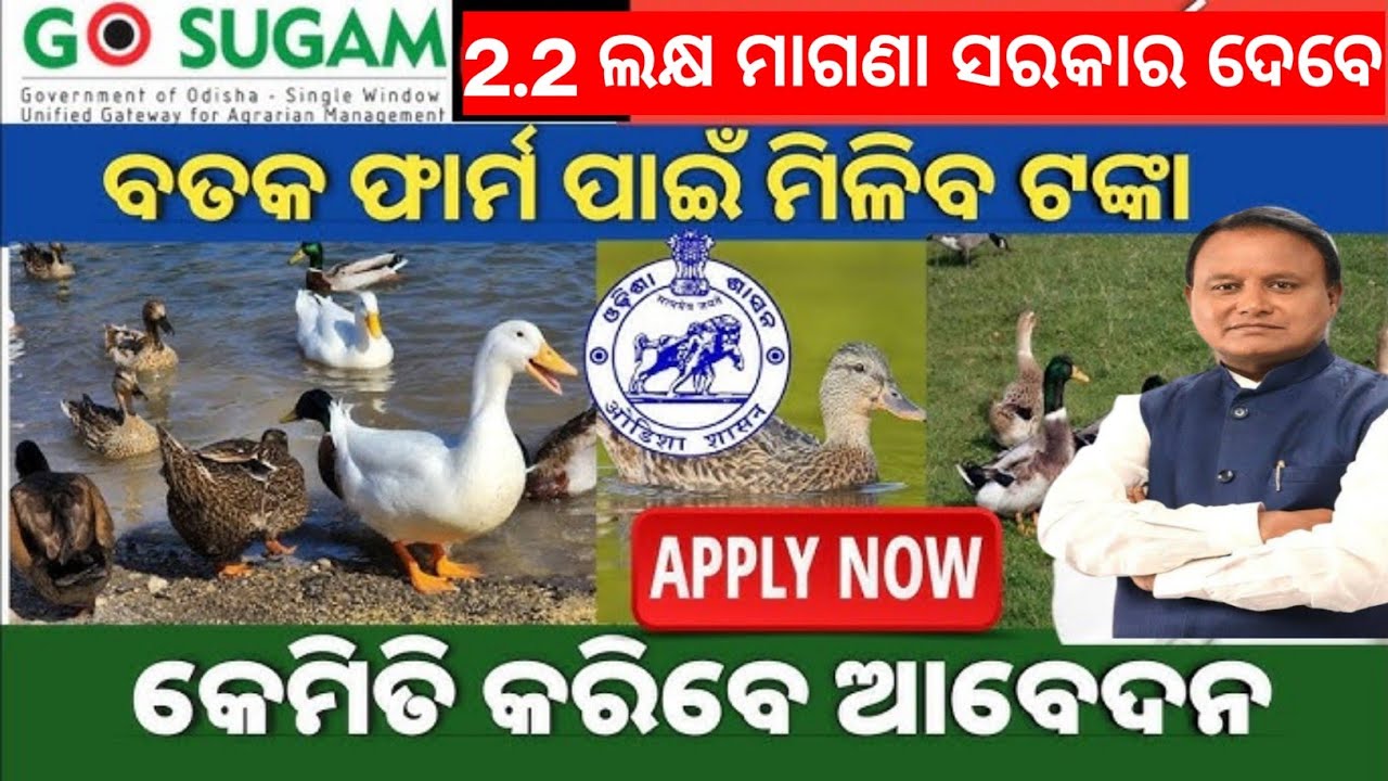 Bataka palana odia | bataka chasa odisha | duck chicks Price in odisha | duck farming subsidy 
