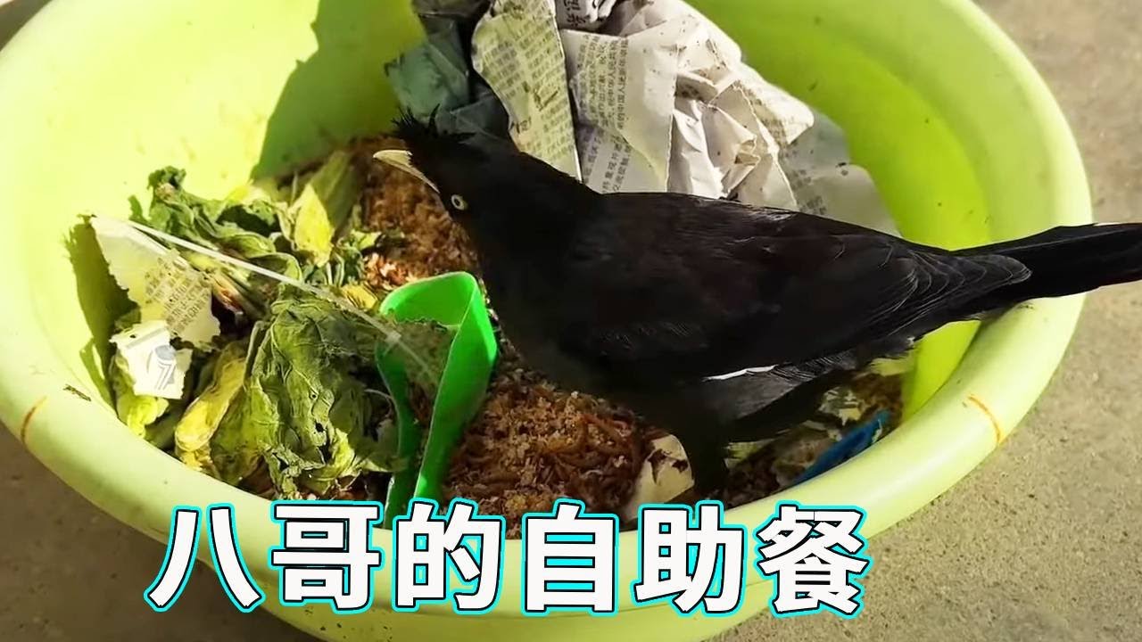 放生的八哥居然又回来了，一看就在外边没吃好直奔面包虫的位置！但是吃完就跑是不是有点白眼狼啊！【天下一场梦】