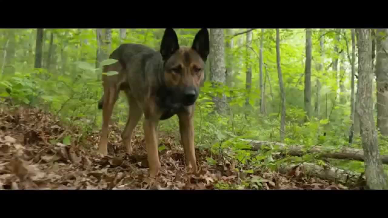 МАКС - доступен для просмотра в HD