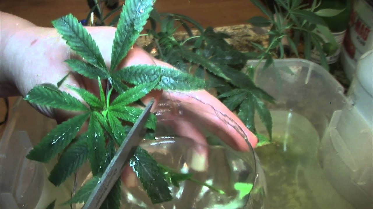 How To Clone Cannabis For Dummies   Part 1