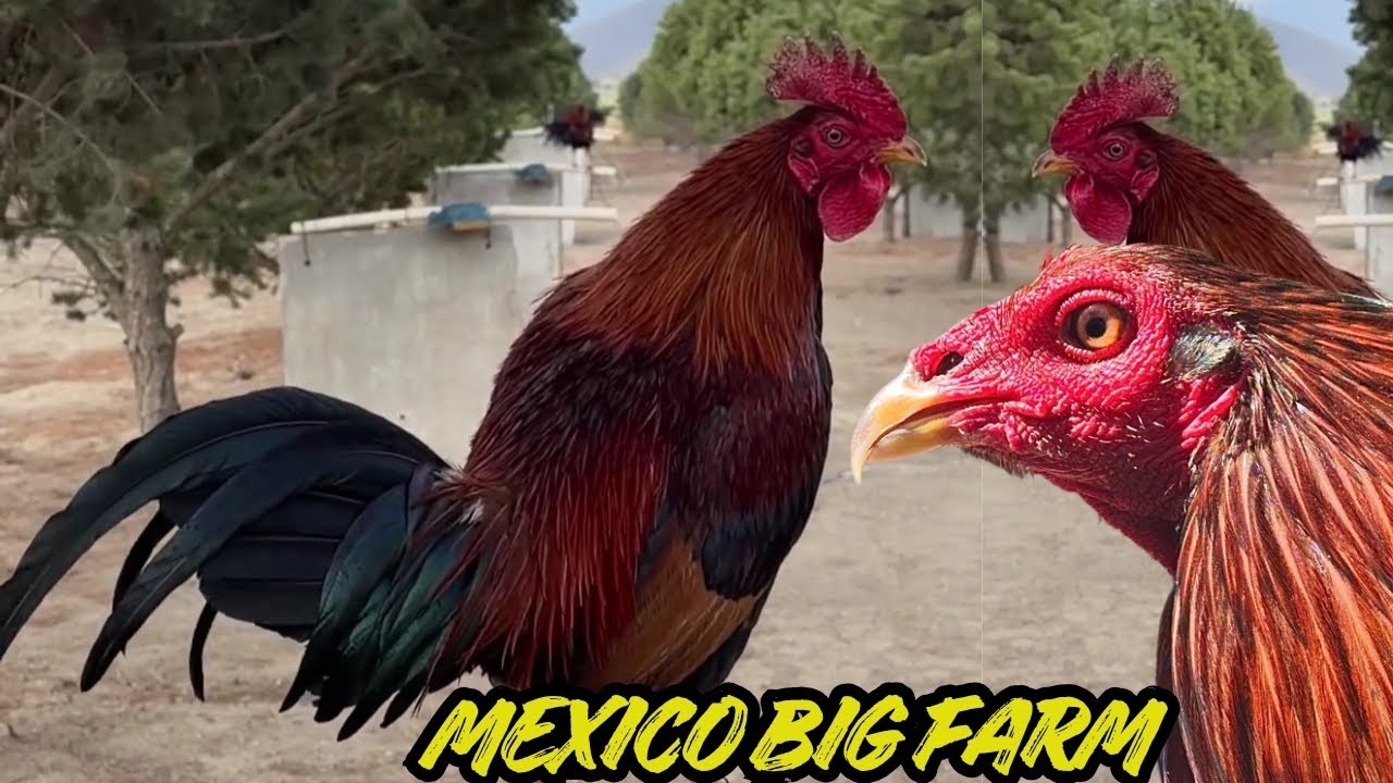 Гранха, Мексика 🇲🇽 Курятник El Tigre, свободный выгул, вольеры для разведения кур, крытые и откры...