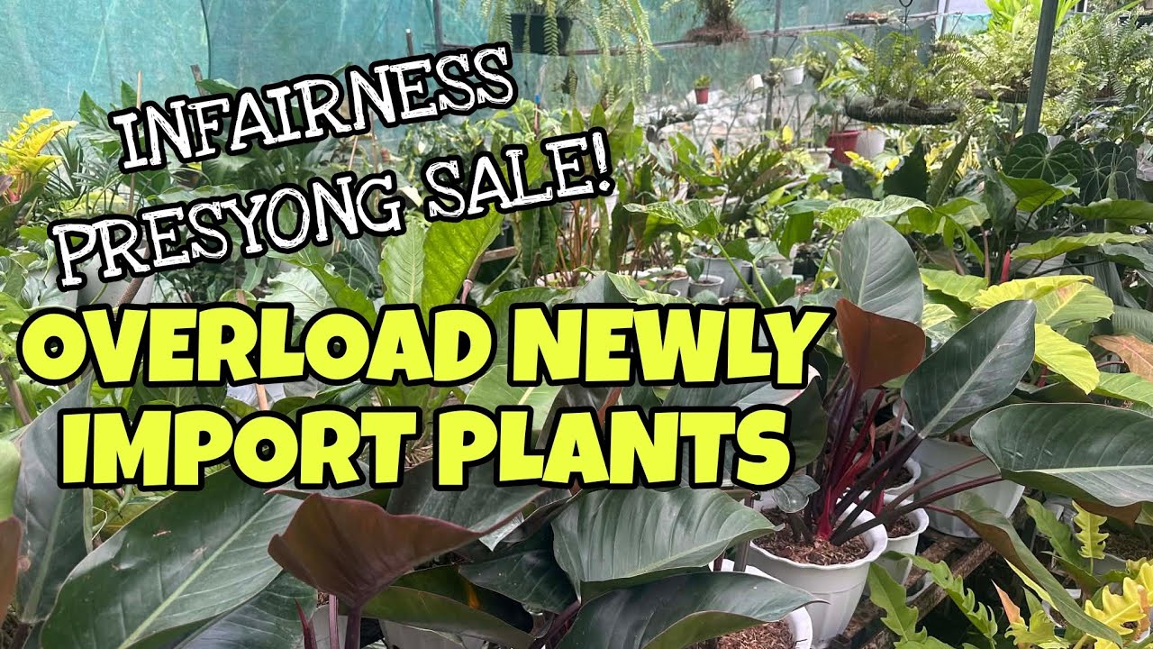 OVERLOAD IMPORT PLANTS! NAKAKAGULAT! MURA NA!  #GARDENTOUR #IMPORTPLANTS