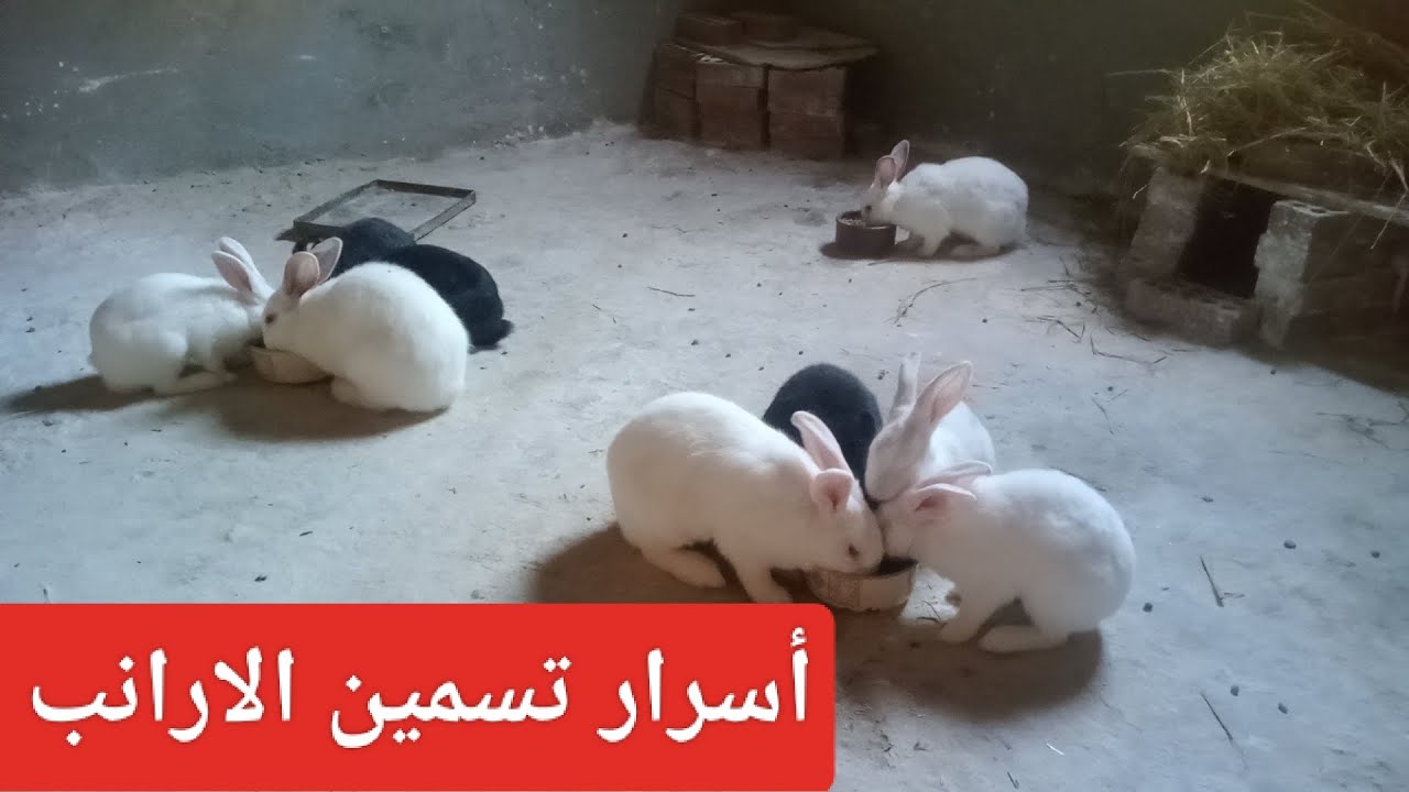 نصائح تسمين الارانب فى البيت#Rabbit