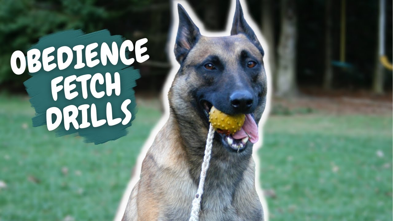 Obedience & Fetch Drills Unleashed Potential Style with Duke Ferguson and Nitro