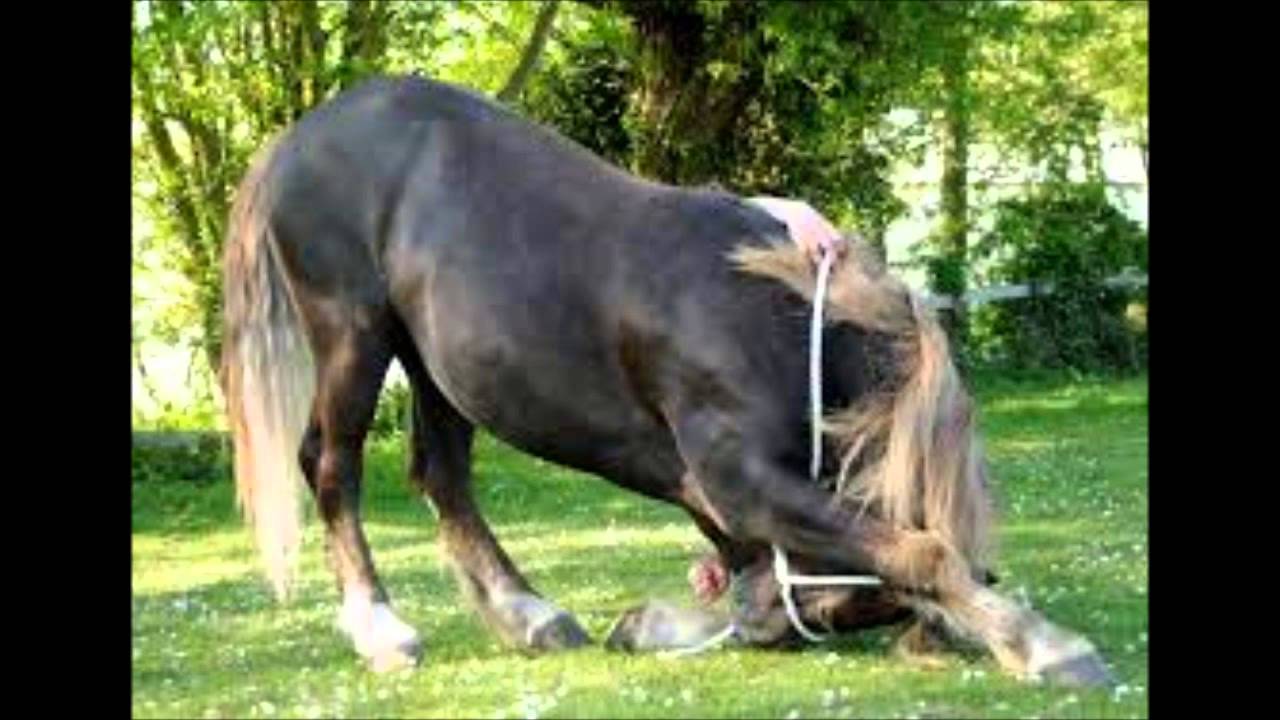 Plemena kon&iacute;#11- Českomoravsk&yacute; belgik