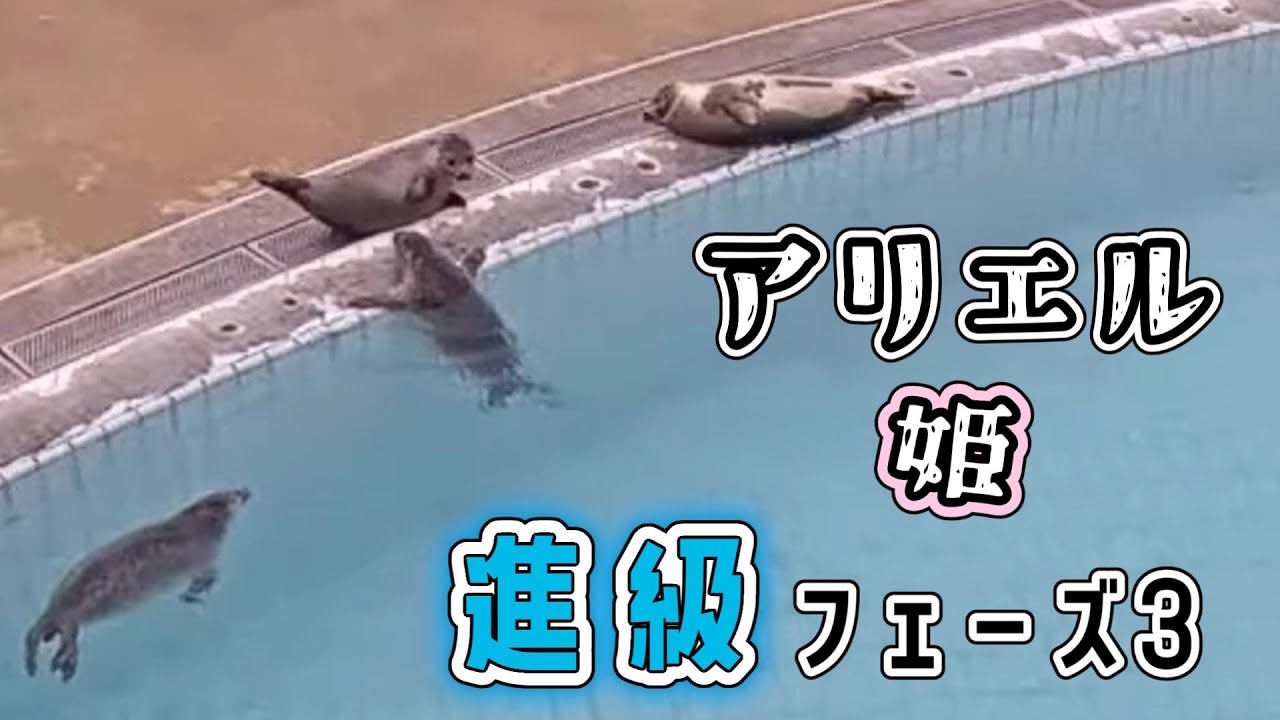 アリエル進級 キウイ先輩とおはなし？深夜にこっそり猛特訓したジャンピング上陸もお披露目 【アザラシ幼稚園】