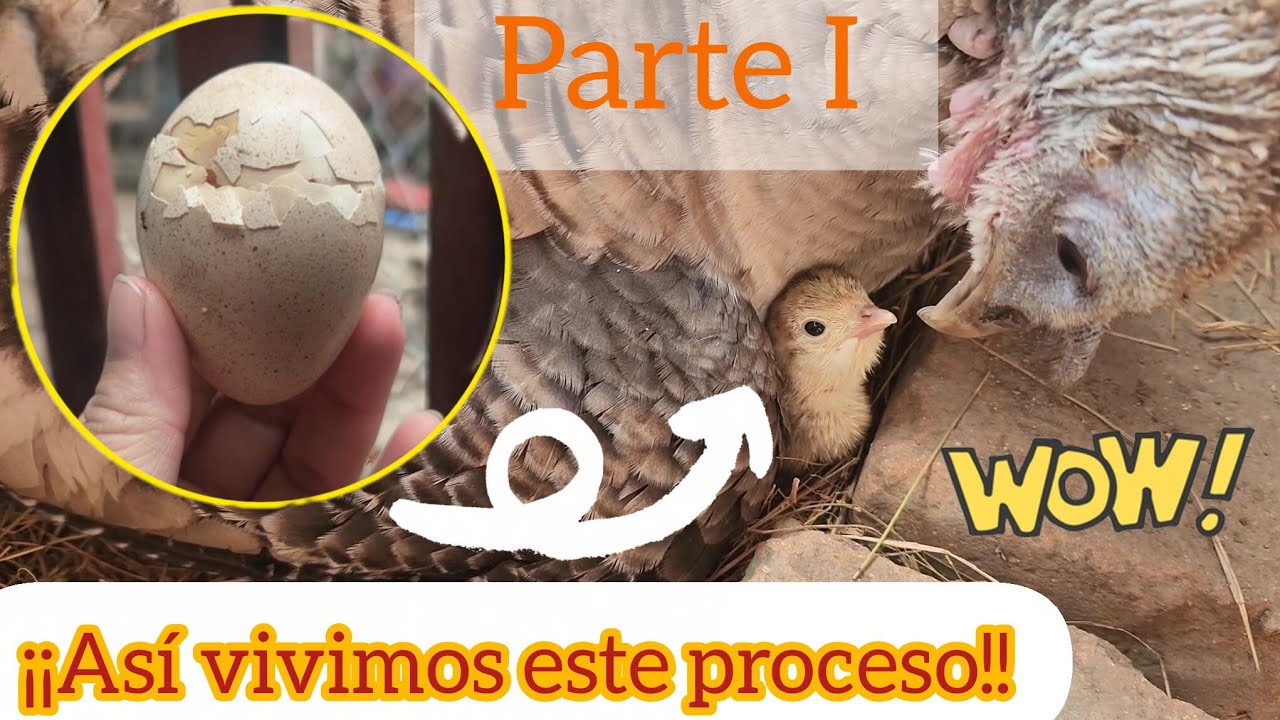 ¡¡Ya nacieron los pavitos 🦃!! #vivencias #granja #eclosion