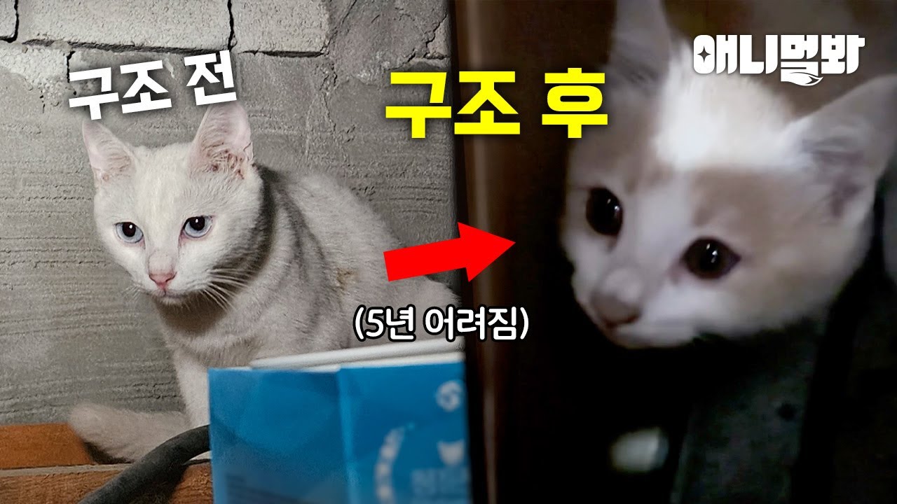 구조하고 보니 갑자기 어려진 고양이;;;ㅣThe Cat Turned Into A Kitten During The Rescue?!