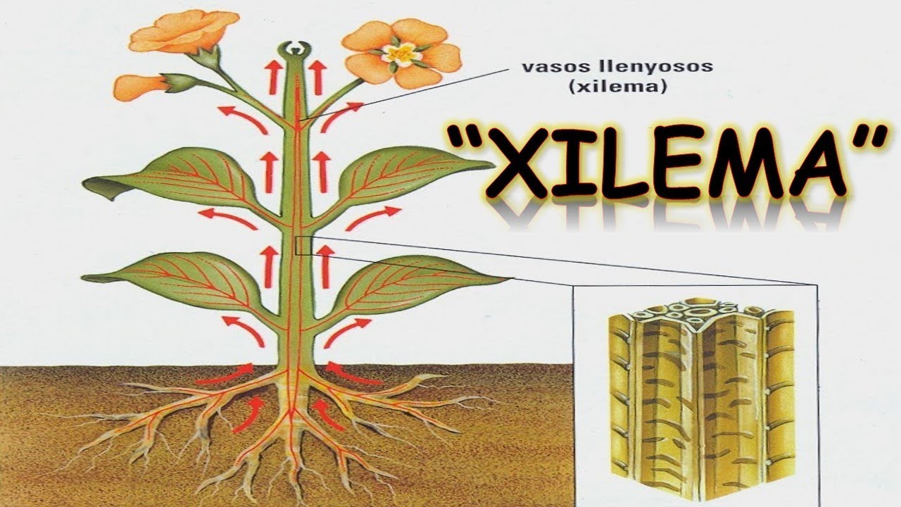 XILEMA : BIOLOG&Iacute;A | MediCiencia