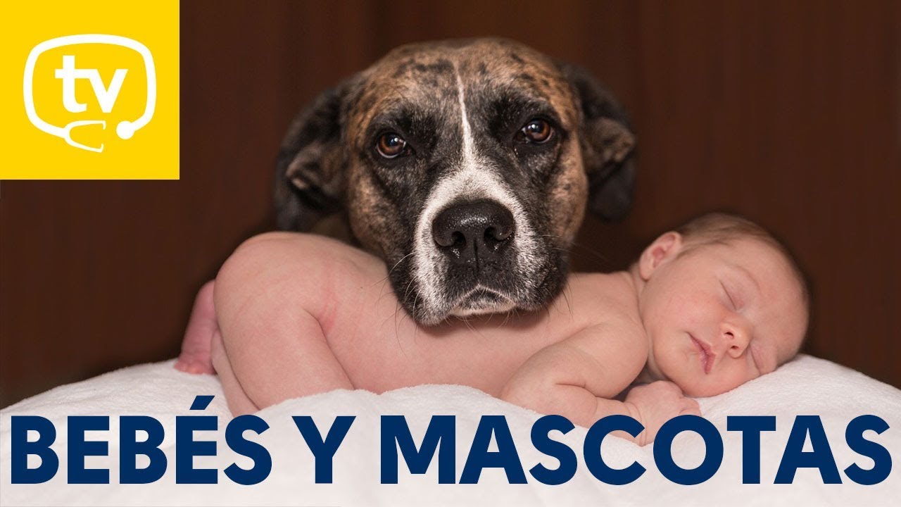 Bebés y mascotas ¡lo que debes saber!