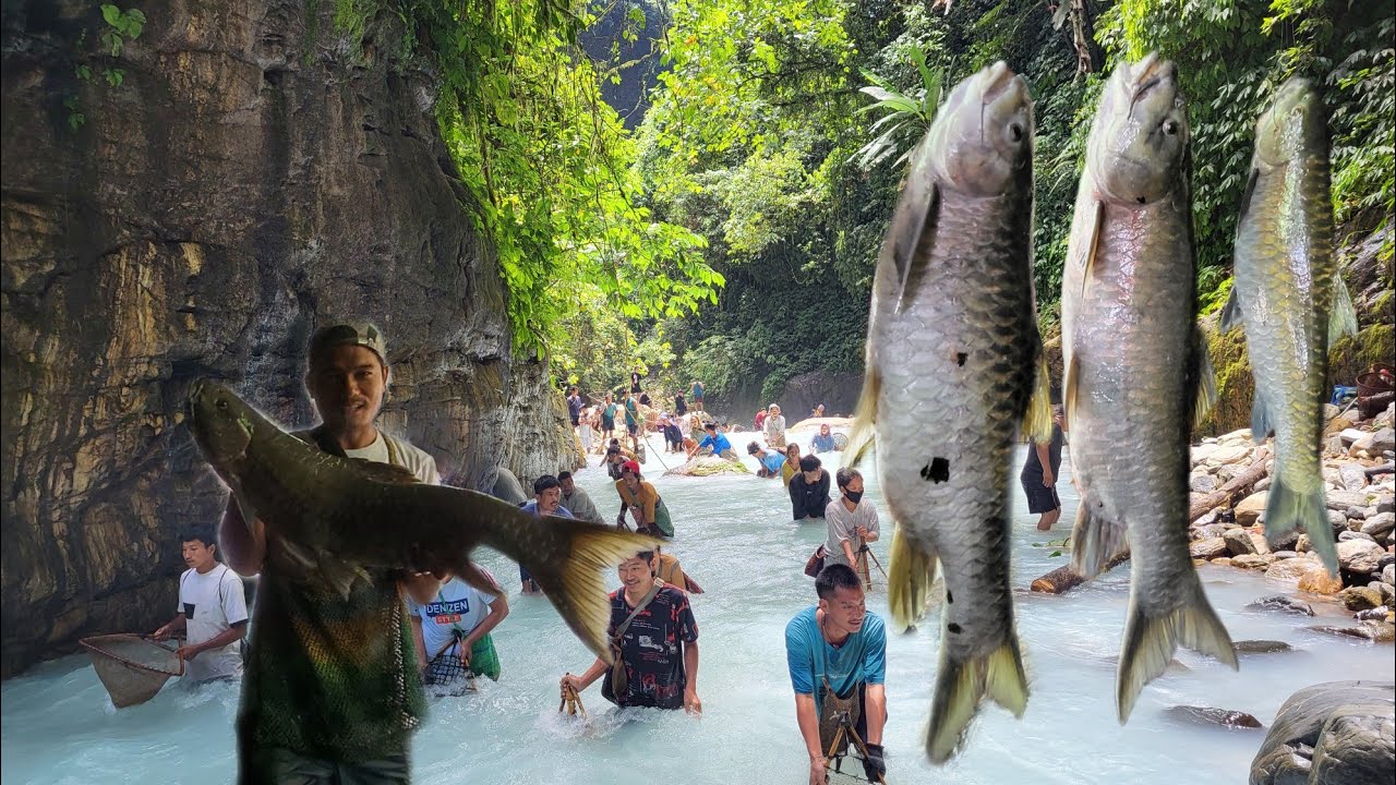 Tribal Community Fishing [Tamu] || Upper Siang District || Arunachal Pradesh