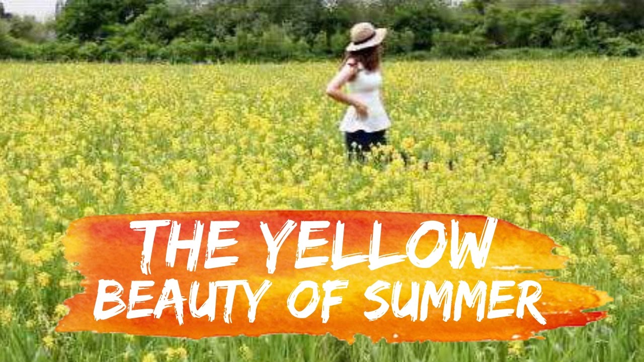 The Yellow Beauty of Summer | Basimella