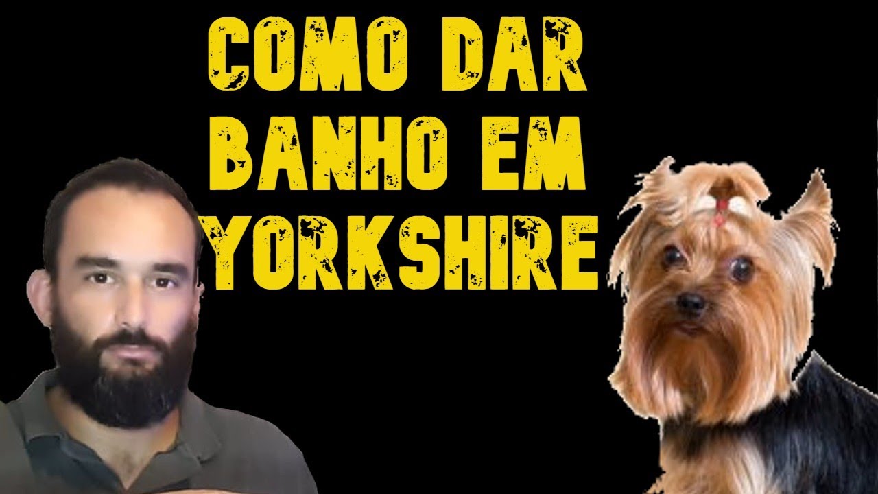 COMO DAR BANHO EM YORKSHIRE - UAUQUIMIA BANHO E TOSA