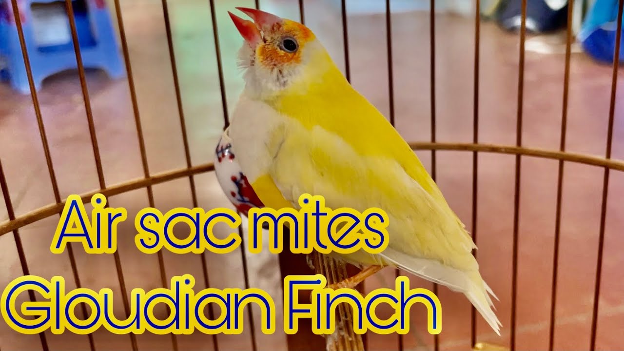 Air Sac Mites on Gloudian Finch and treatment instructions