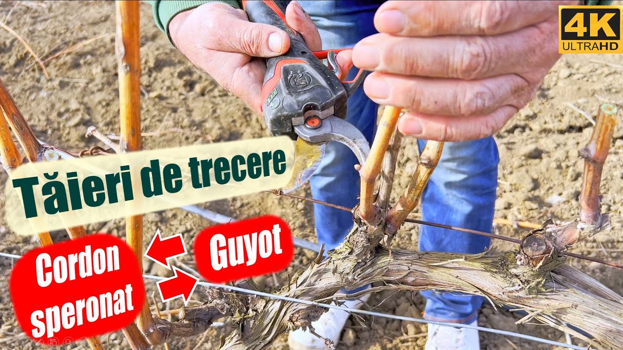 Trecerea de la tipul de taiere cordon speronat in guyot si invers