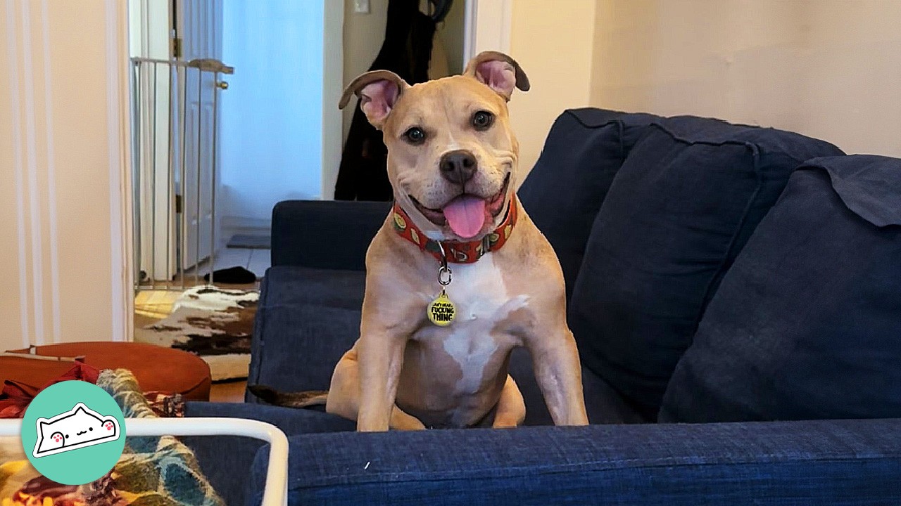 Spicy Pittie Found In Trash Turns Girl’s House Upside Down | Cuddle Buddies