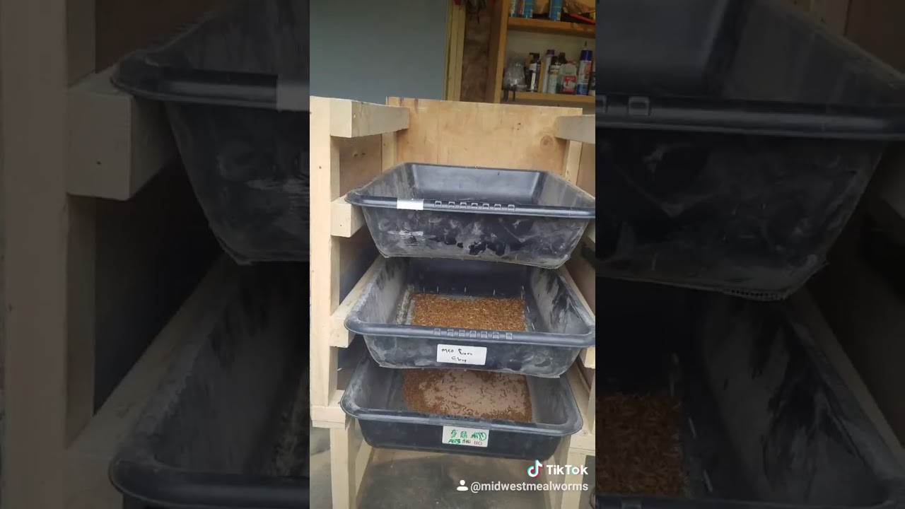 Homemade Mealworm size sorter
