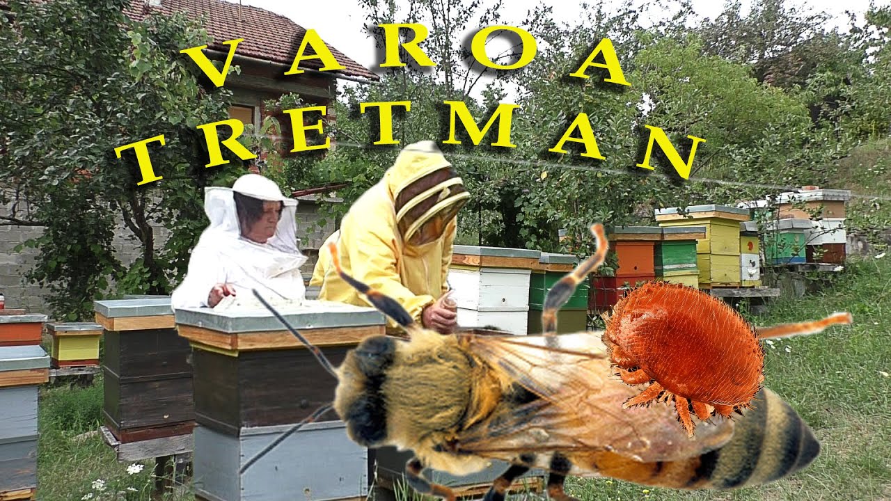Borba protiv varoe | Kako radim ljetni tretman 1 dio