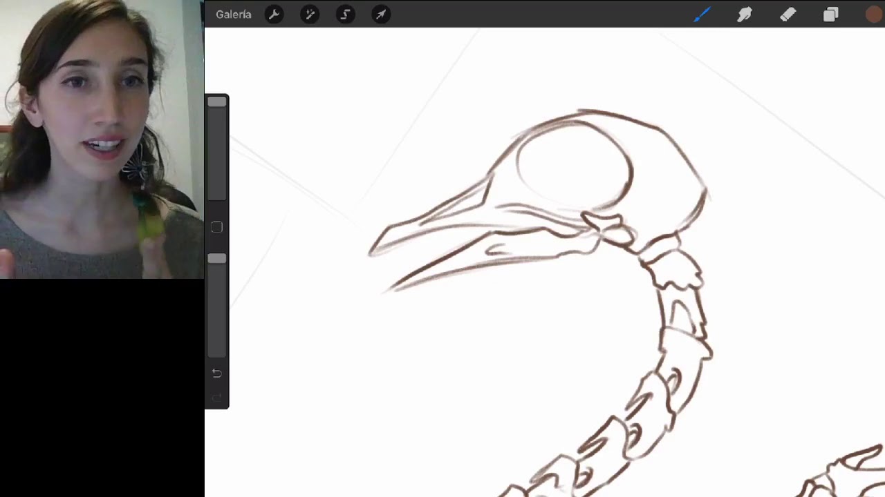 ILUSTRACION DE AVES ANATOMÍA Y PLUMAJEE   Annamaria Savarinoo