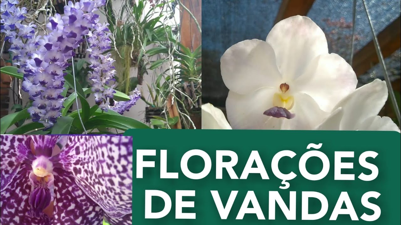 ORQUÍDEA VANDA FLORAÇÕES/BARBA DE VELHO/TILLANDSIA #orquídeas #floração #tillandsia