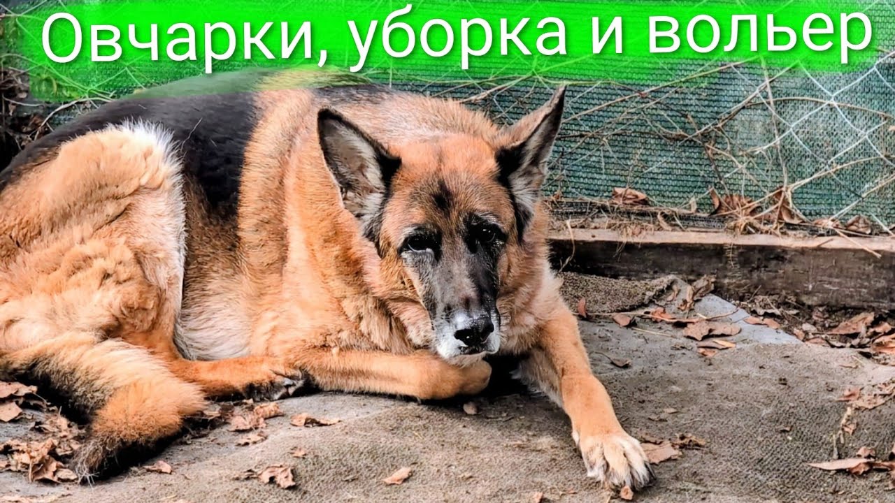 Овчарки, уборка и вольер 