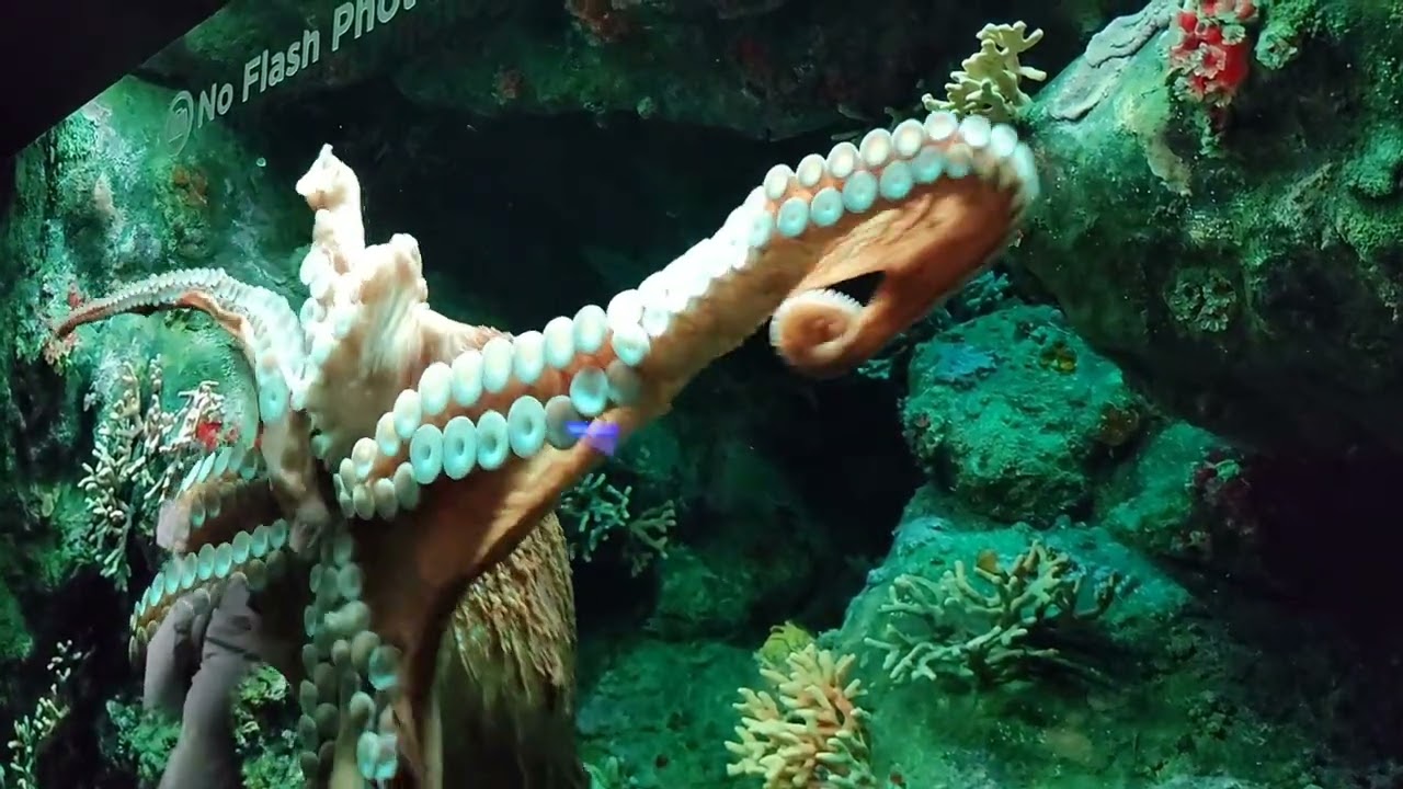 Baltimore Aquarium......#aquarium #baltimore #nationalaquarium #maryland #mustvisit 