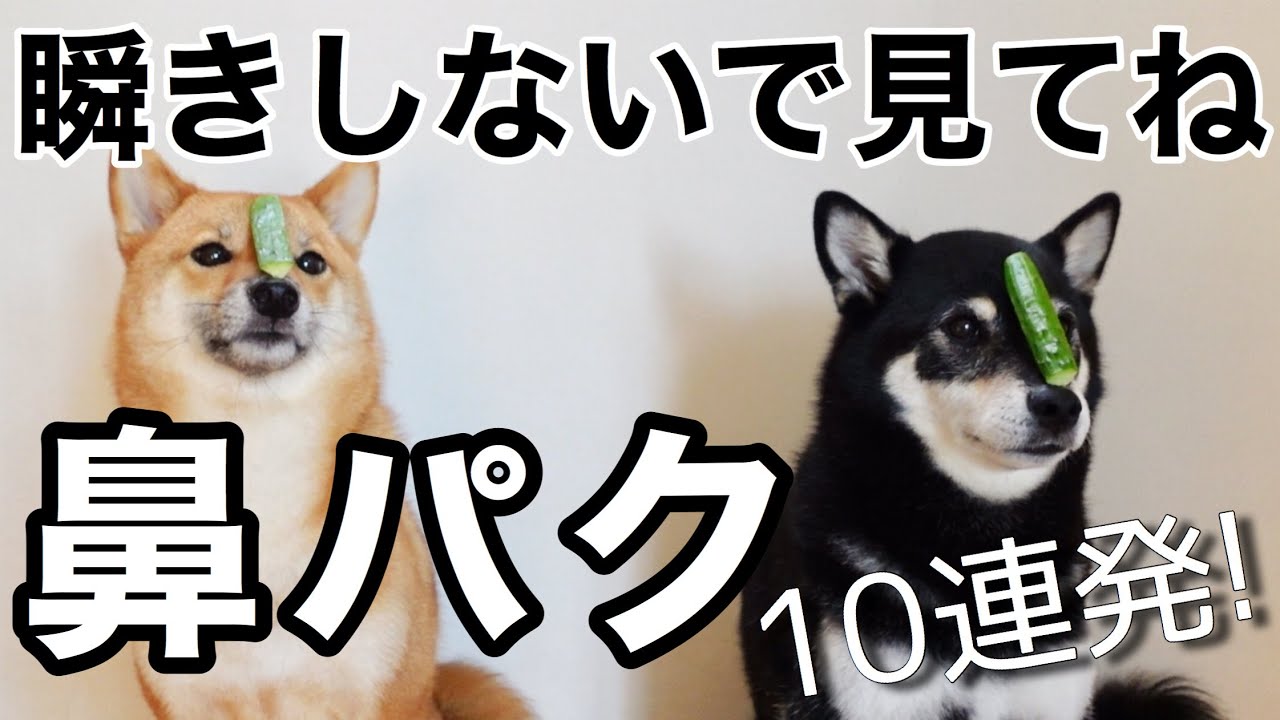 【犬の芸】鼻パクする柴犬姉妹。犬のトリック。