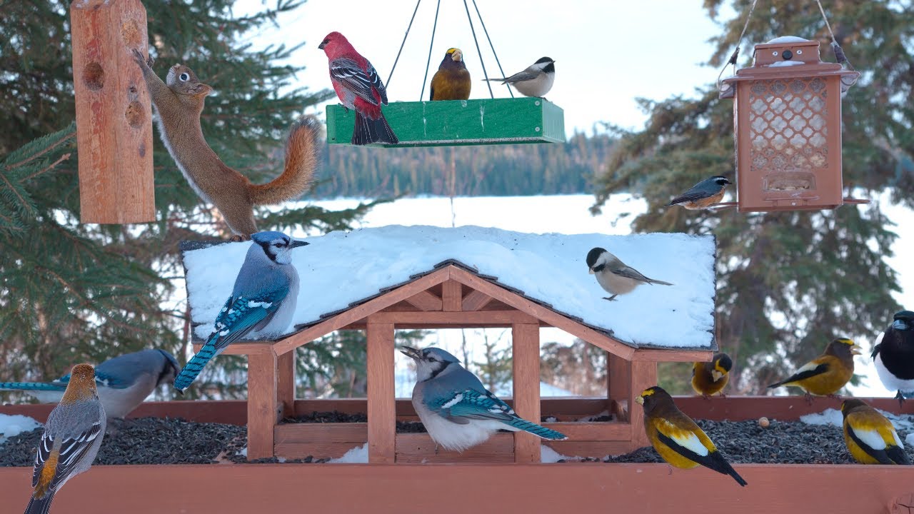 🔴 Snowy Bird Feeder Cam 24/7 - Colourful Winter Birds & Curious Squirrel
