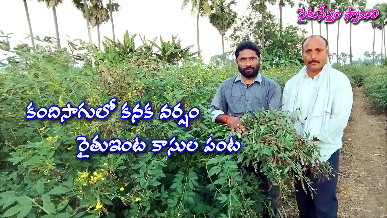 కంది సాగులో కనక వర్షం - రైతు ఇంట కాసుల పంట | నాలుగు నెలల్లో లక్షల ఆదాయం | రైతు నేస్తం ఫ్యామిలీ