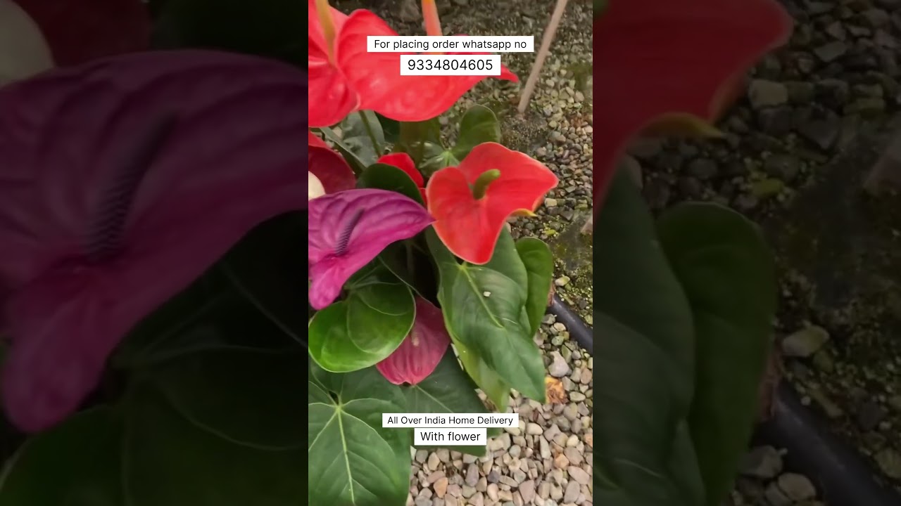 Rare Imported Anthurium Plant Online Sale 🪴 #anthurium #plant #flowers #gardening