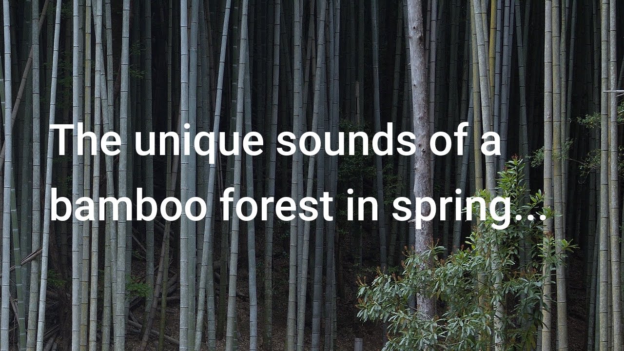 Field Recording, At Hassun's Bamboo Forest, Shikoku Island, Japan